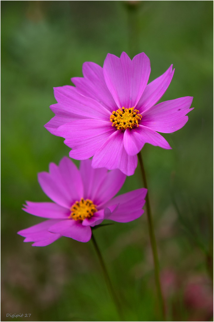 Cosmos bipinnatus 2020-01