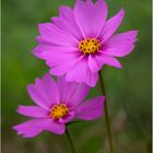 Cosmos bipinnatus 2020-01