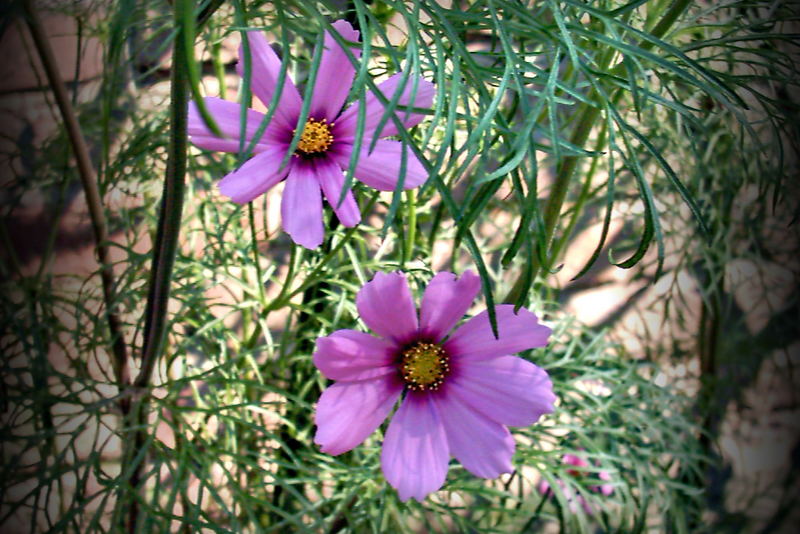 Cosmos bipinnatus