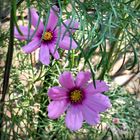 Cosmos bipinnatus