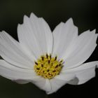 Cosmos bipinnatus