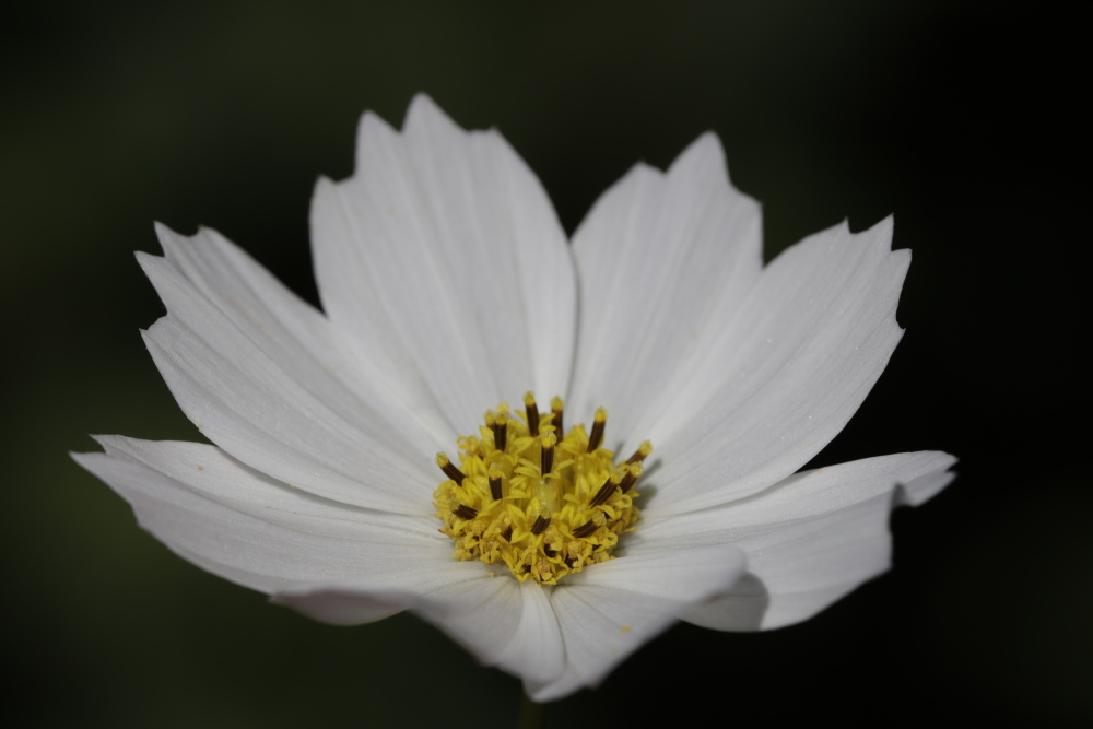 Cosmos bipinnatus