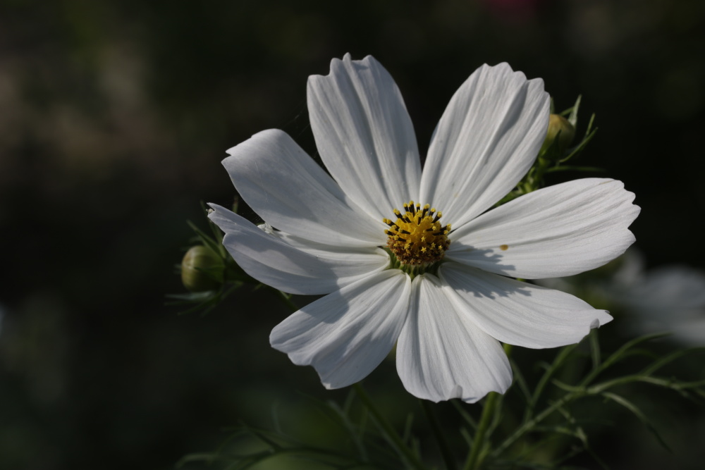 Cosmos bipinnatus