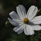 Cosmos bipinnatus