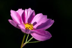 Cosmos bipinnatus