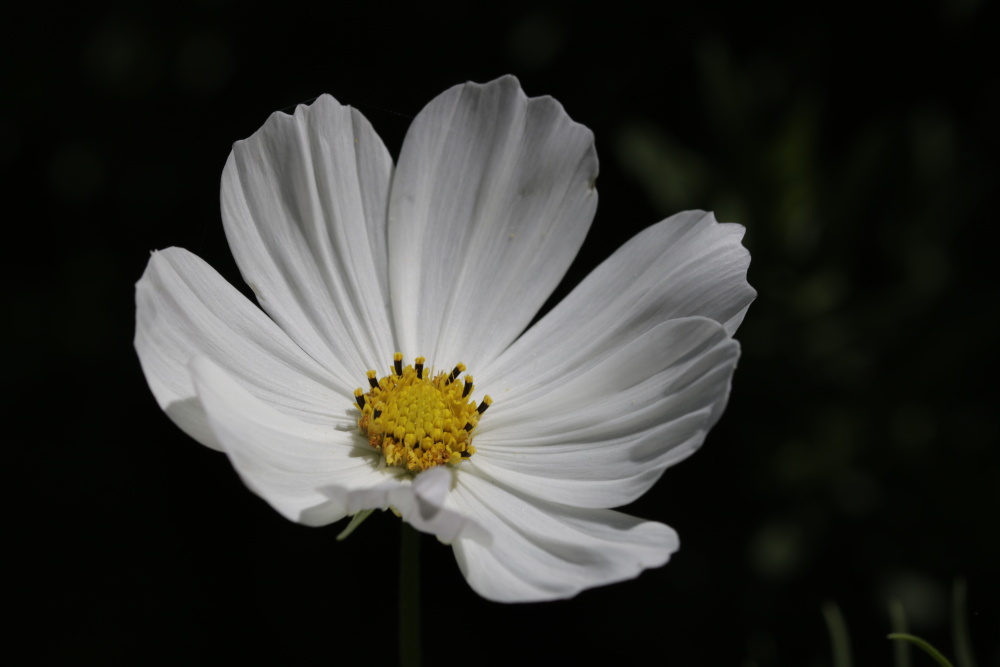 Cosmos bipinnatus