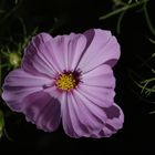 Cosmos bipinnatus