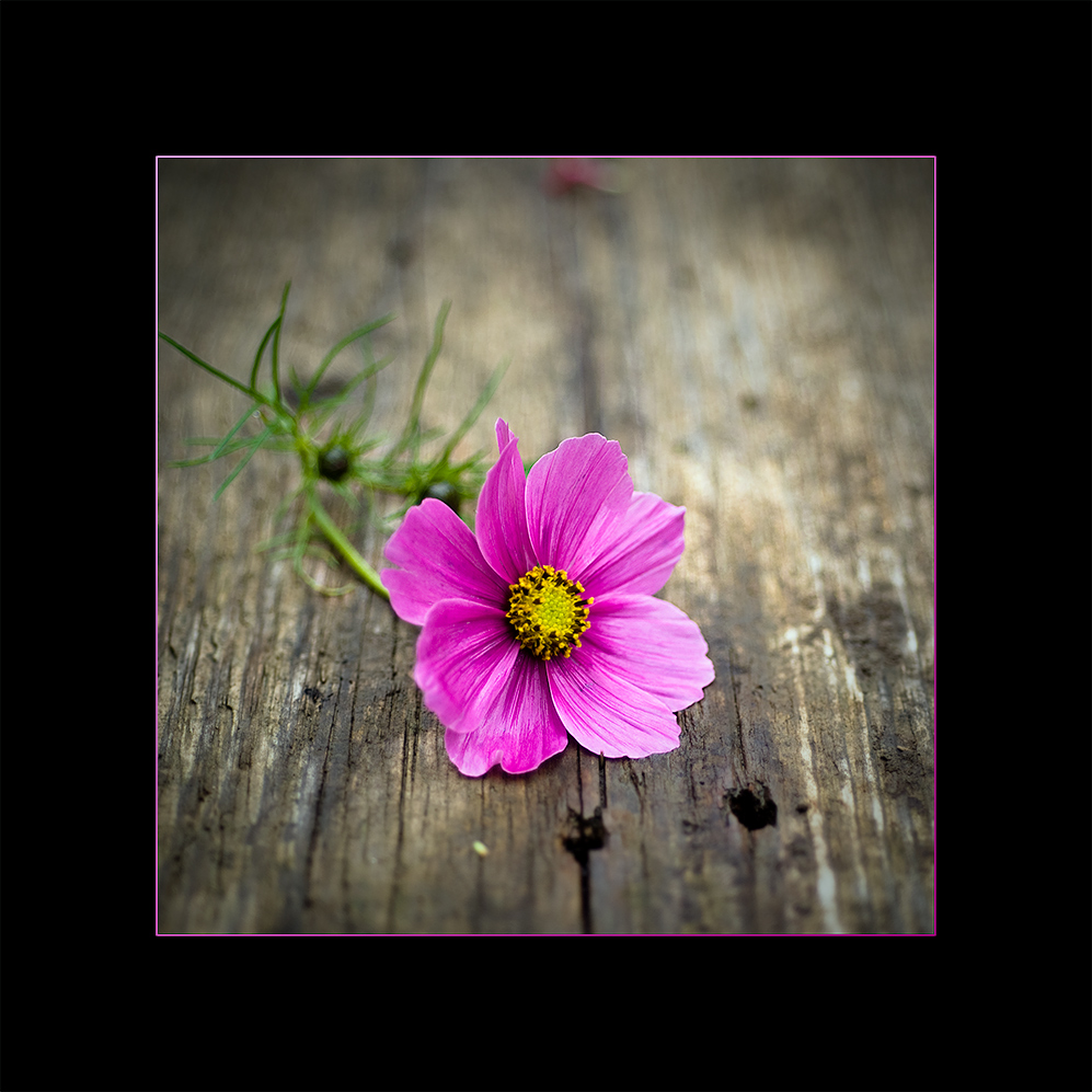 Cosmos bipinnatus