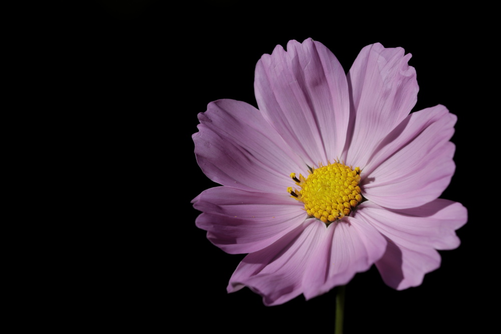 Cosmos bipinnatus