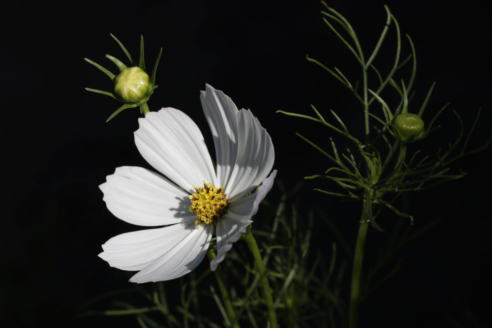 Cosmos bipinnatus