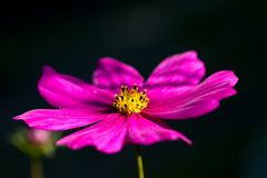 Cosmos bipinnatus