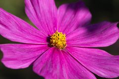 Cosmos bipinnatus