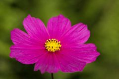 Cosmos bipinnatus