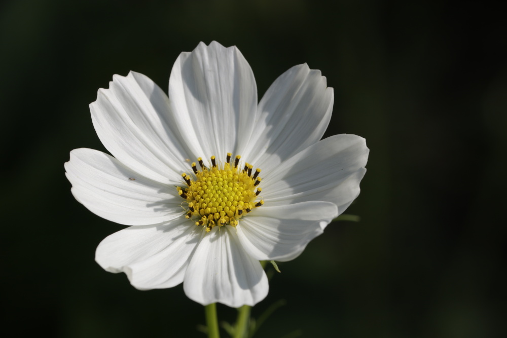 Cosmos bipinnatus