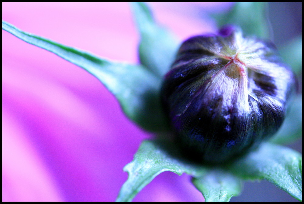 cosmos bipinnatus