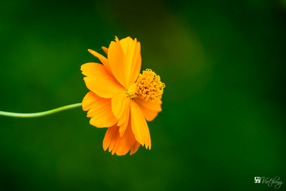 Cosmos bipinnatus