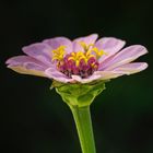 Cosmos Bipinnatus