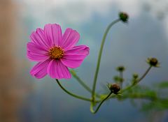 Cosmos bipinnatus 