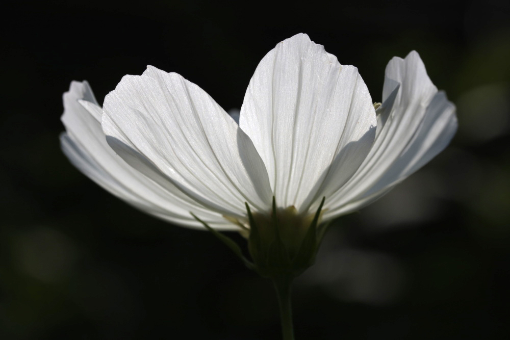 Cosmos bipinnatus