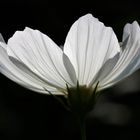 Cosmos bipinnatus