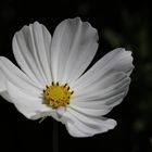 Cosmos bipinnatus