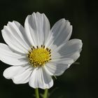 Cosmos bipinnatus