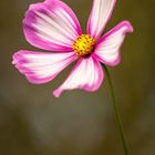 Cosmos bipinnatus