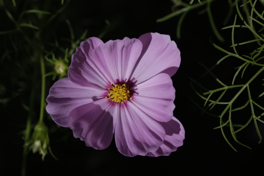 Cosmos bipinnatus