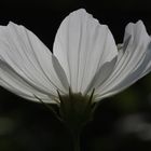 Cosmos bipinnatus