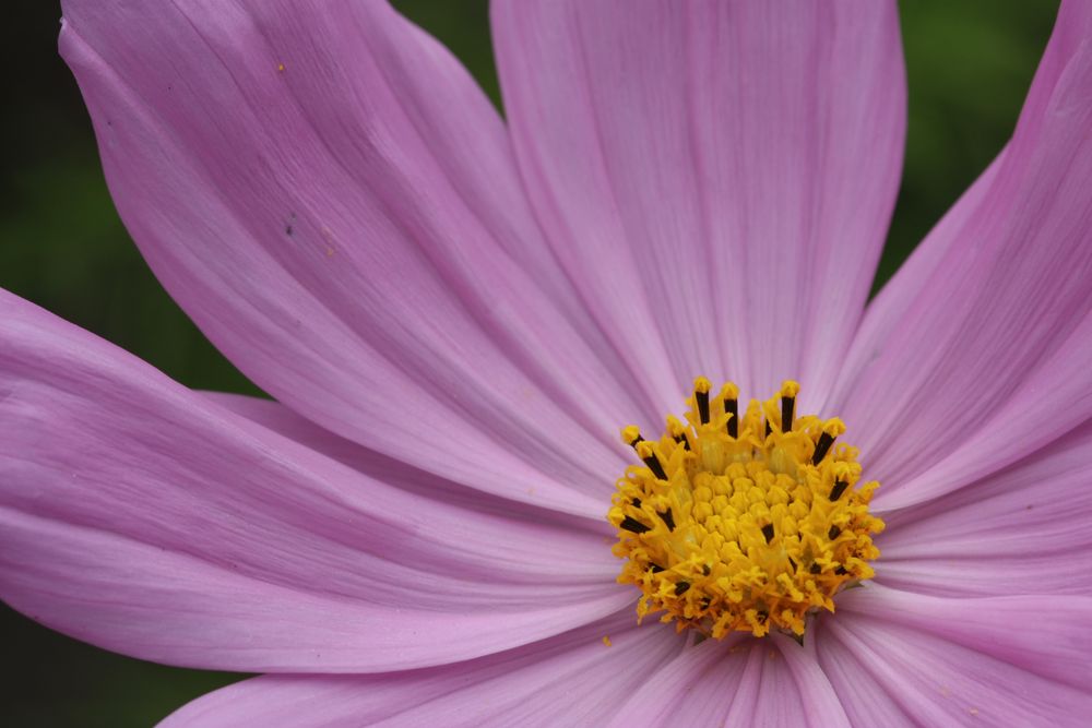 cosmos bipinnatus