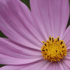 cosmos bipinnatus