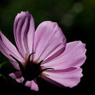 Cosmos bipinnatus