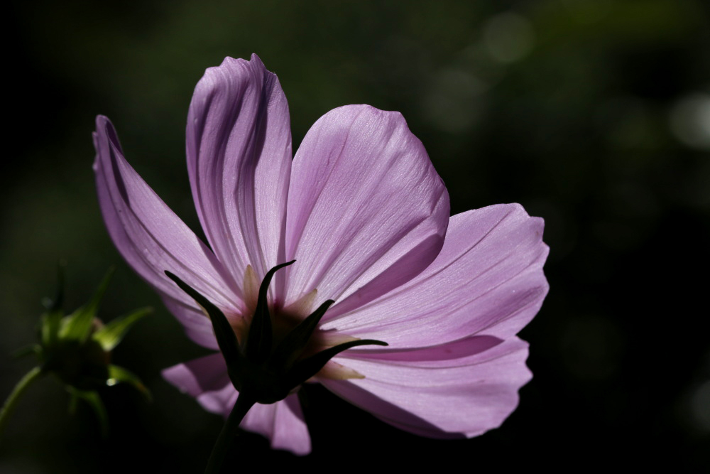 Cosmos bipinnatus