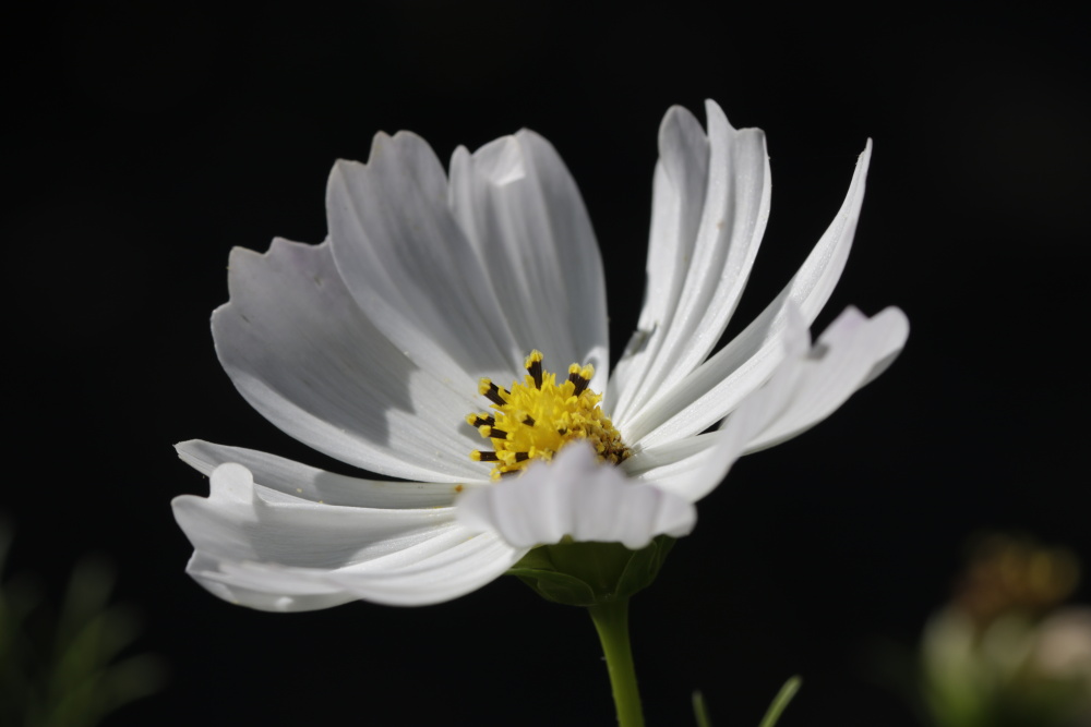 Cosmos bipinnatus