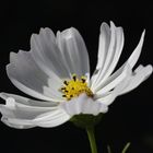 Cosmos bipinnatus