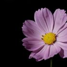 Cosmos bipinnatus (Garden cosmos)