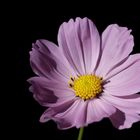 Cosmos bipinnatus in the last sunlight