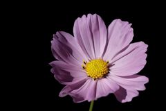 Cosmos bipinnatus in the last sunlight