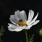 Cosmos bipinnatus mit Insekt