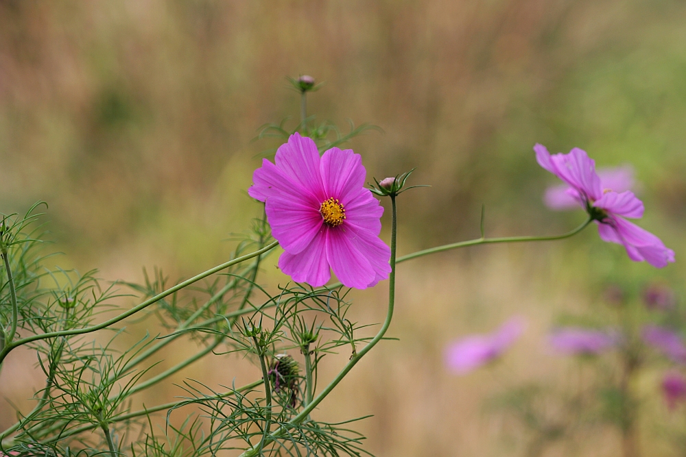 Cosmos bipinnatus (Schmuckkörbchen)