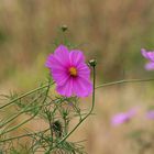 Cosmos bipinnatus (Schmuckkörbchen)