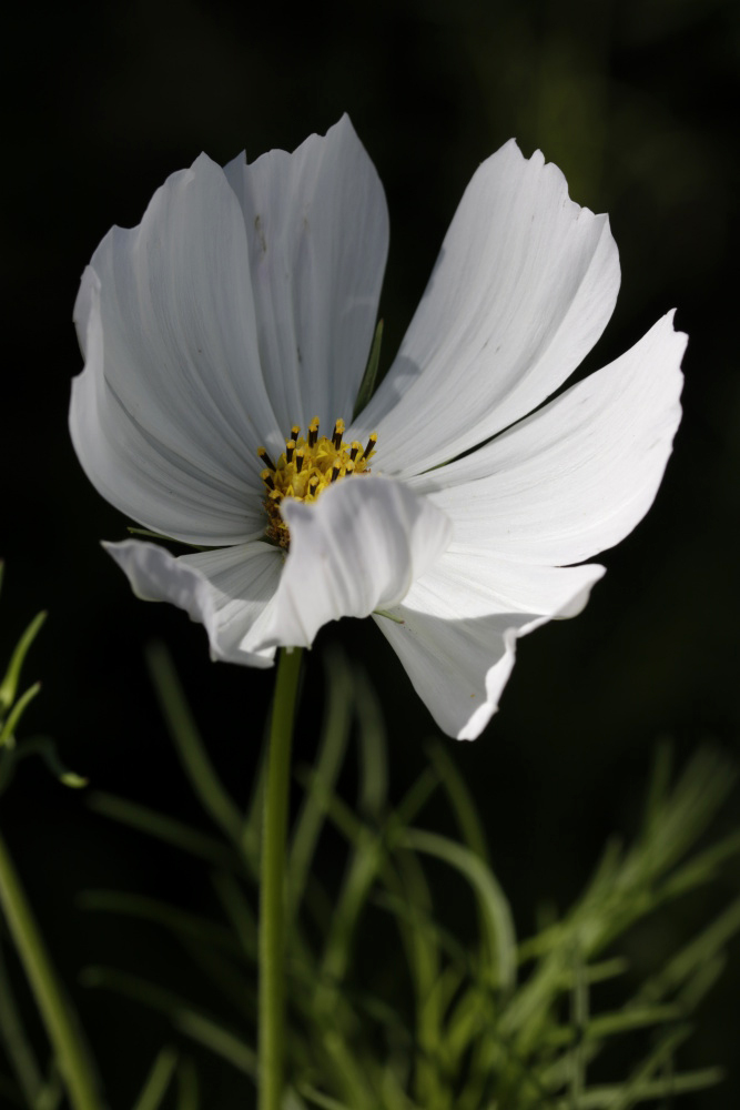 Cosmos bipinnatus (Schmuckkörbchen)