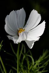 Cosmos bipinnatus (Schmuckkörbchen)