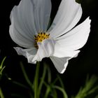 Cosmos bipinnatus (Schmuckkörbchen)