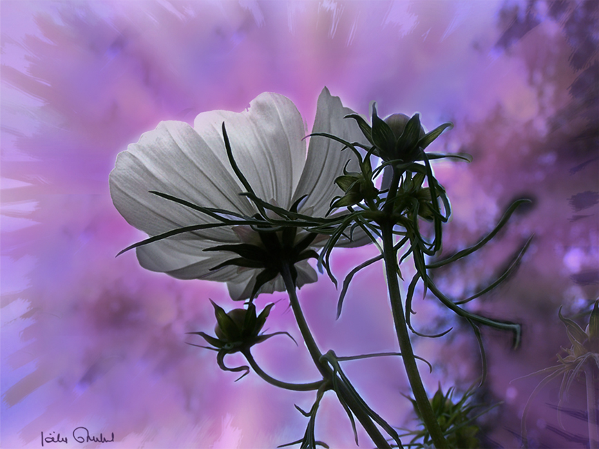 Cosmos blanc