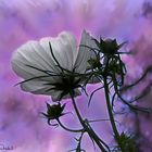 Cosmos blanc