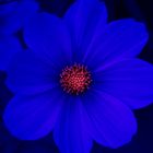 cosmos bleu