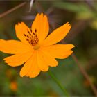 Cosmos (Cosmos sulphureus)