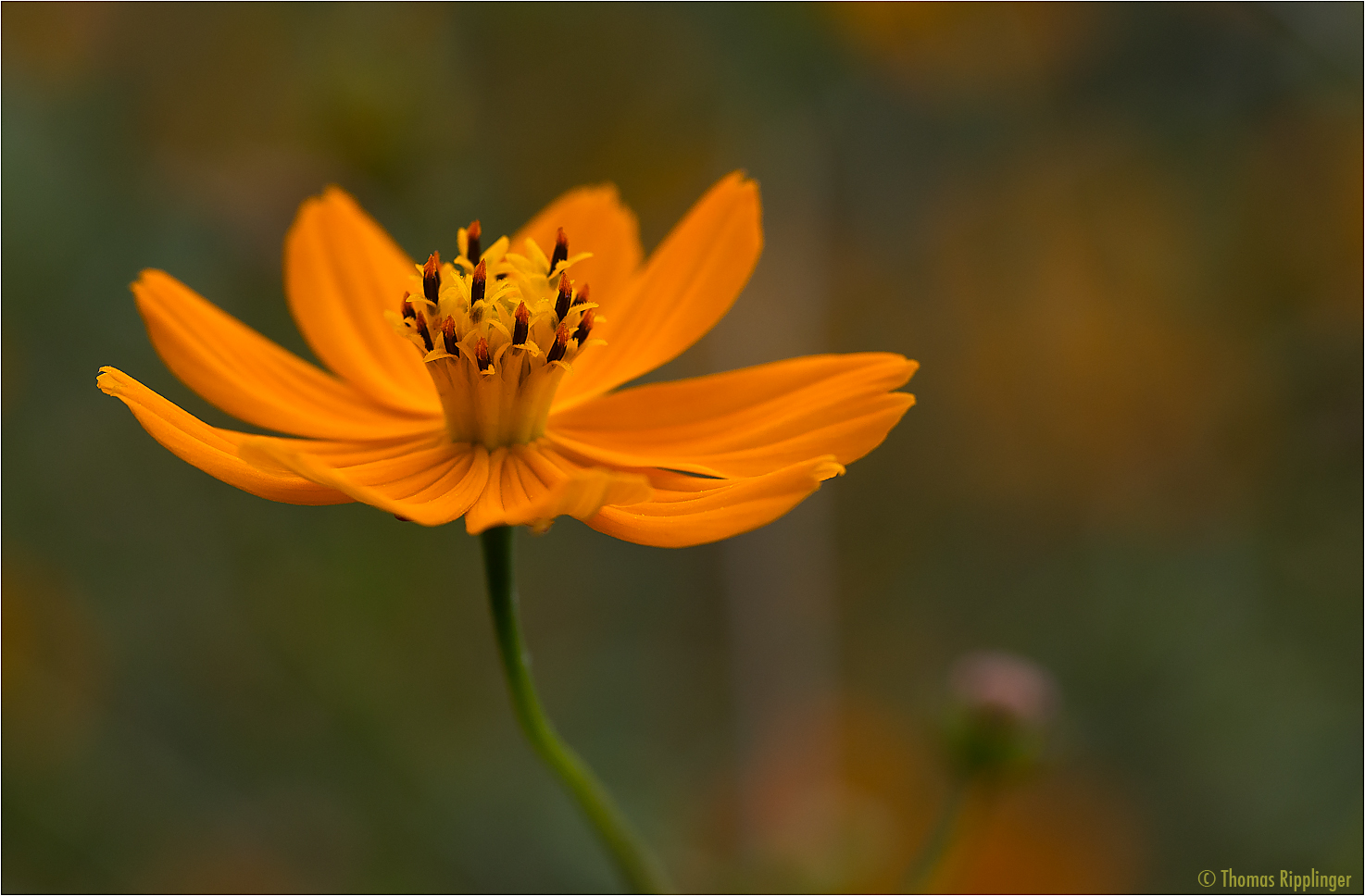 Cosmos (Cosmos sulphureus).