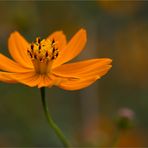 Cosmos (Cosmos sulphureus).